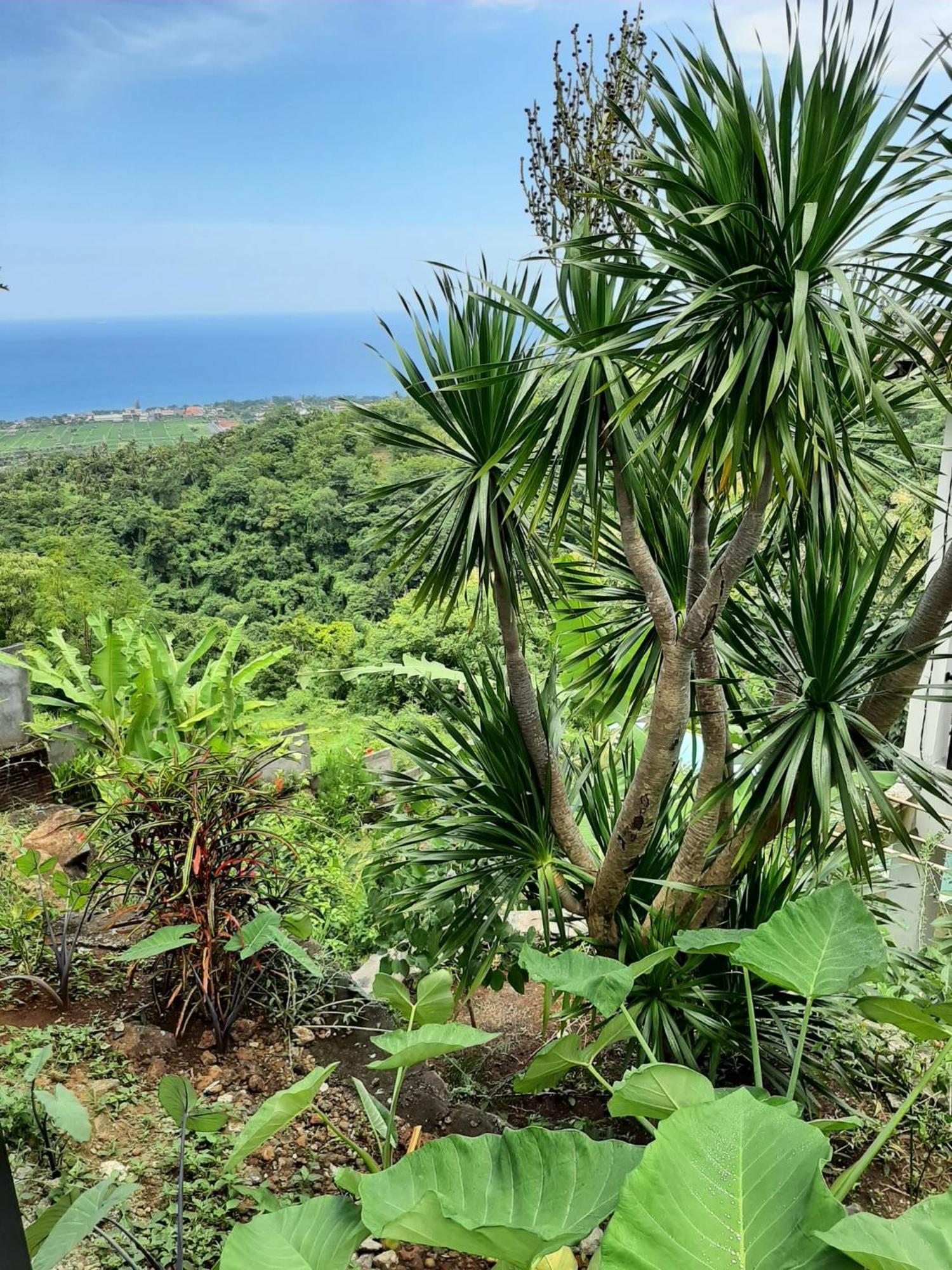 Liri Villa - Ocean, Hills, Valley View ロヴィーナ エクステリア 写真